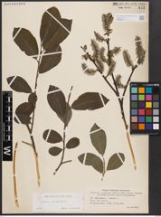 Foto von Salix cinerea L.